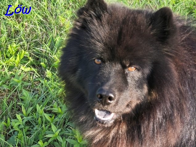 30.9.2025 - Howard  der Sommerhund